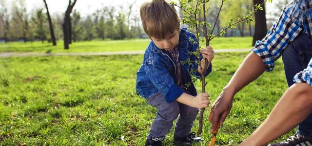 Little boy planting a tree